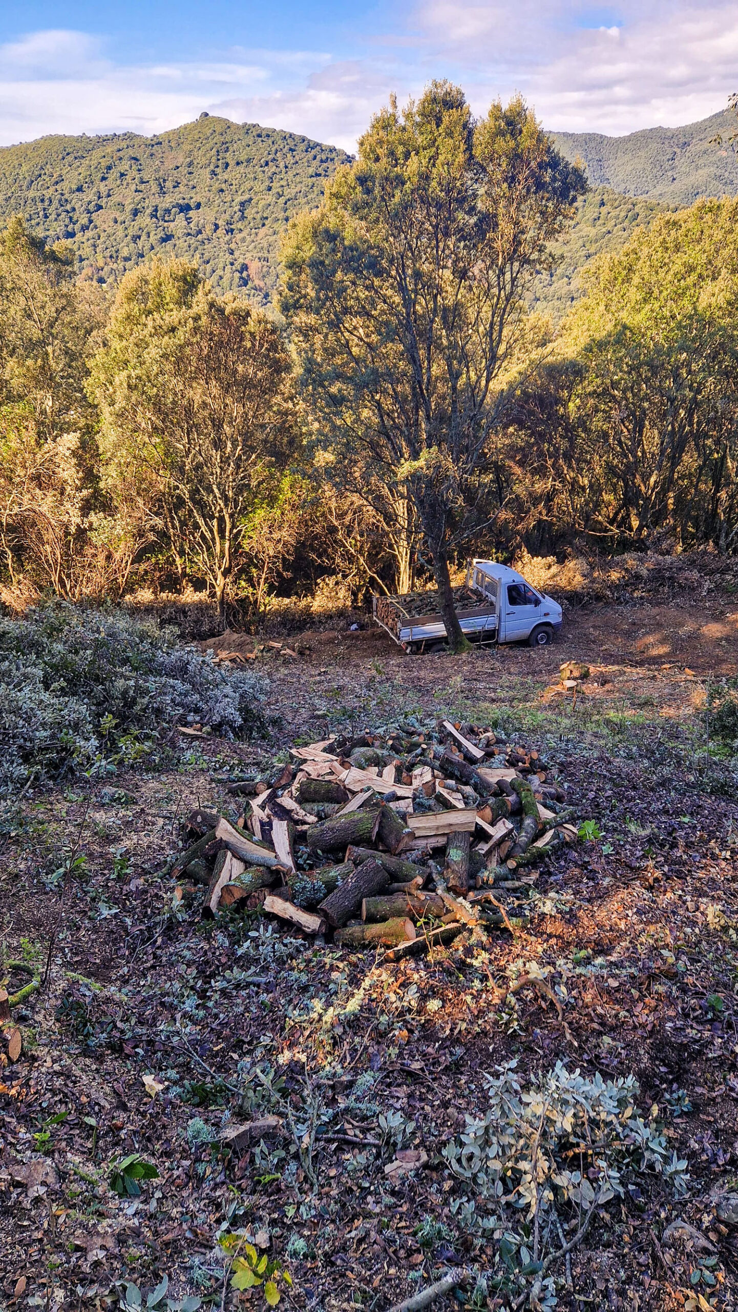 Tas de bois en forêt avec camion de livraison chargé de stères