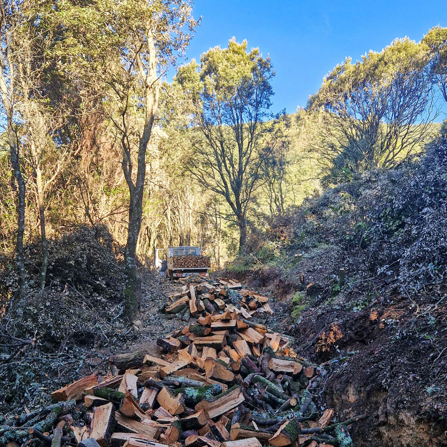 Livraison de bois depuis une coupe en forêt